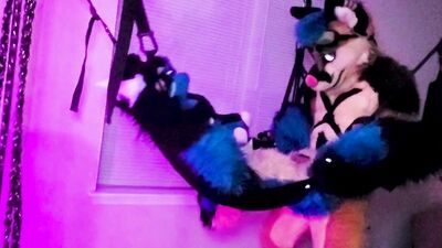 Xneo Breed Sucario's Ass Bareback in a Sex Swing