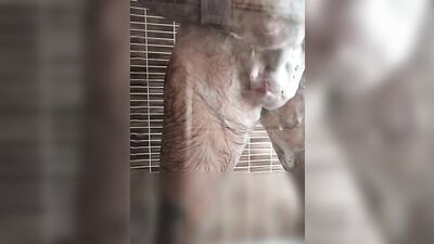 Hairy dude takes a relaxing shower and strokes his dick