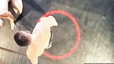 Muscular jocks wrestle in skimpy outfits before deepthroating and fucking