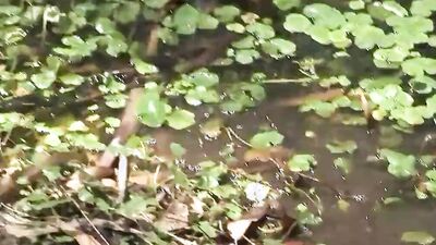 Skinny twink with abs sucks dick in nature and rides it