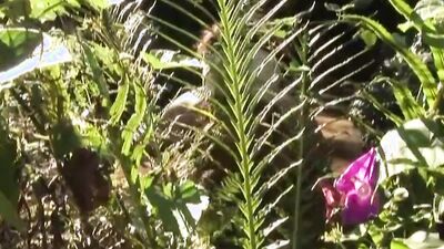 Fit and sexy Latinos go outdoors to fuck in nature