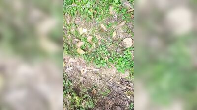 Running naked in the forest