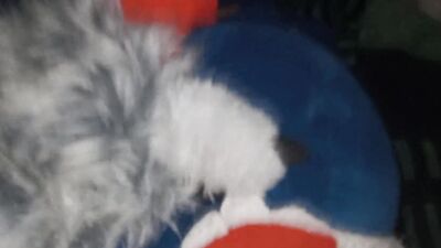 Big blue dinosaur Fun#8