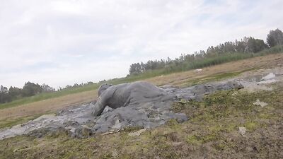 Amateur fellow is covering himself in mud out in the open