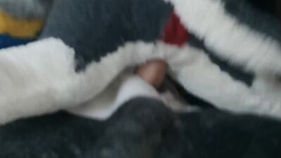 Freedy and Hauge dog