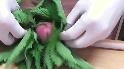Extreme Punishment With Nettle And Jerk Off With Swollen Cock Cumshot At 11:00