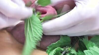 Extreme Punishment With Nettle And Jerk Off With Swollen Cock Cumshot At 11:00