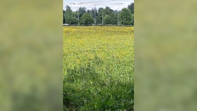 Leaving Clothes Behind To Cum In A Field
