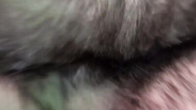 Humping Fox Fur Blanket on Leather Sofa