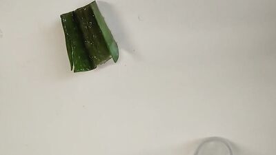 Big Hairy Cock Is Massaged With Aloe Vera Until He Cums