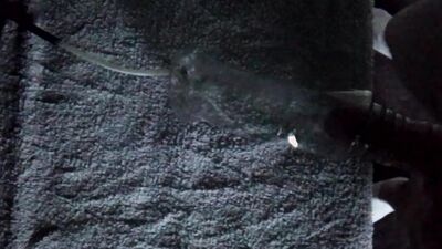 Hairy Cock And Balls With Rubber Bands And Condom Vacuum Suck Play With Juice Bottle