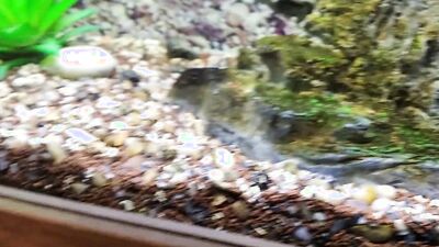????????????????????????Daddy's Stepson Masturbates his Big Fat Cock in Front of His Precious Fish Aquarium ????!