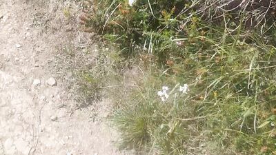 ????????Handsome Hiker Takes A Walk With His Big Cock Outside In A Nice Area Of Virgin Beaches