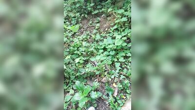 Asi sembramos en el campo ????????