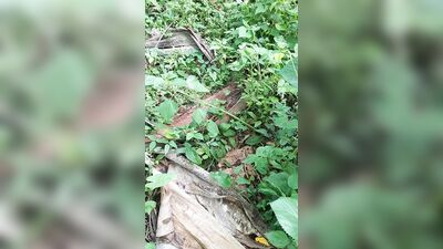Asi sembramos en el campo ????????