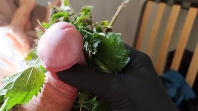 Cock Dick and balls massaged, kneaded and burned with stinging nettle leaves
