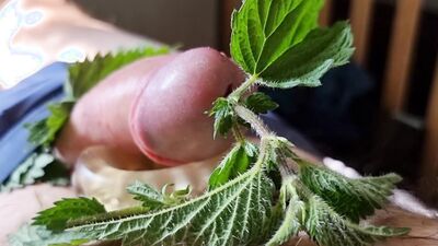 Cock Dick and balls massaged, kneaded and burned with stinging nettle leaves