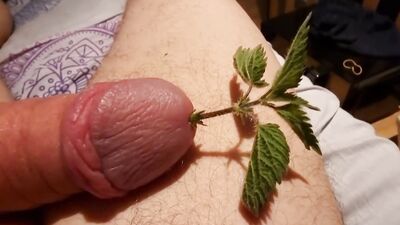 Cock Dick and balls massaged, kneaded and burned with stinging nettle leaves