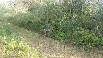 Collage of fun nature sex and ejaculation clips
