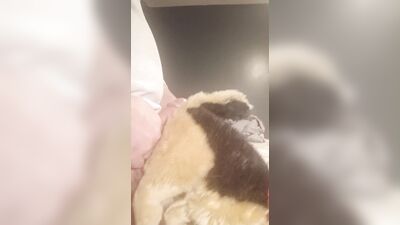Furry Grinds Doggie Plush And Cums (Full Vid)