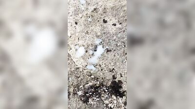 Outdoor nudity, masturbation, pissing and multiple cumshots