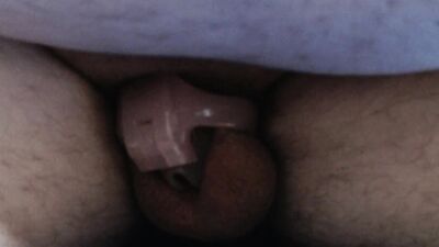 Little Caged Cock at Work