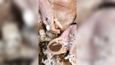 Food Porn