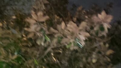 EXHIBITIONIST SEEKS A VOYEUR | PUBLIC CUMSHOT IN THE PARK AND WALK WITHOUT PANTIES - COCK ON DISPLAY