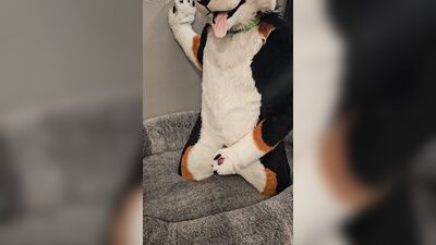 Fertility Check! Stud Dog @AngryBarks Milks his Heavy Balls and puts his Cum under a Microscope