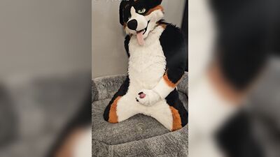 Fertility Check! Stud Dog @AngryBarks Milks his Heavy Balls and puts his Cum under a Microscope