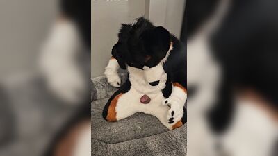 Fertility Check! Stud Dog @AngryBarks Milks his Heavy Balls and puts his Cum under a Microscope
