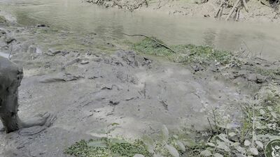 MUDBOUND SUBMISSION
